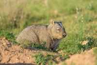 Southern Hairy-Nosed Wombat.