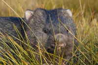 Common Wombat.