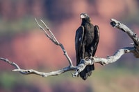 Wedge-tailed Eagle. Photo Alec Brennan.