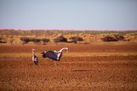 Brolgas dancing. Photo Krystle Wright.