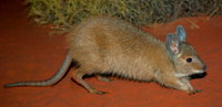 Bettong.
