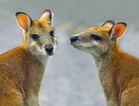 Two Agile Wallabies.
