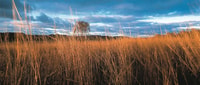 Bluegrass grasslands on Carnarvon Reserve (Qld). Photo Wayne Lawler / EcoPix.