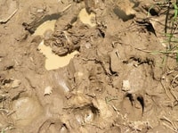 Feral pigs damage fragile wetlands with their hard hooves. Photo Leanne Hales.