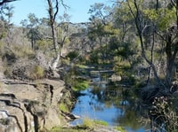 Myall Spring on Carnarvon Station Reserve, Queensland. Photo Peter Mills.