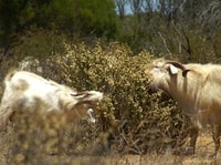 Feral goats can cause overgrazing.