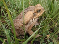 The Cane Toad has had a terrible impact on local species. Photo Cathy Zwick.
