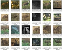 Camera trap images.