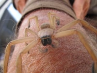 Huntsman sitting on forearm.