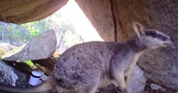 Mareeba Rock Wallaby.