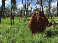 Red soil termite mounds and Themeda Grass regrowth.