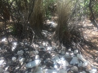Bower of spotted bowerbird in the Nisbett Range.