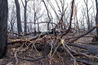 Damage caused by the North Black Range fire which burnt through Burrin Burrin reserve December 2019.