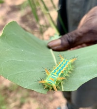 A brightly coloured caterpillar.
