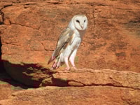 Barn Owl at Cravens Peak Reserve.