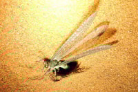 Nightime insect making holes in the sand with its abdomen.