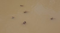 Pools formed and filled with frogs.