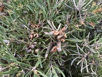 A Hakea in the revegetation with nuts chewed open by cockatoos.