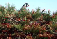 Carnaby's Cockatoo in a Grevillea.