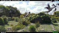 Carnaby's Cockatoos captured by camera trap on Monjebup Reserve.