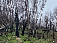 Bushfire scars on the way into Scottsdale.
