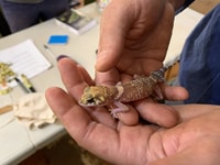 A beautiful Barking Gecko.