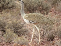 An Australian Bustard seen on our visit.