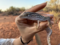 Kate holding a young Sand Goanna.