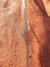 Lots of tracks around the pitfall traps.