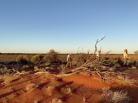 Red sandy dune.