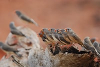 Zebra Finches in a line at the water.