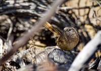 Female Western Grasswren.