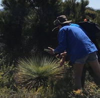 Checking for signs of Phytophthera cinnamomi.