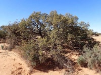 A healthy specimen of Purplewood Wattle (Acacia carneorum).