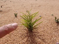 A new plant.