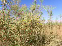 Flowering Purplewood on Boolcoomatta.