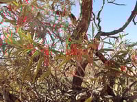 Flowering mistletoe in a Purplewood Wattle on Boolcoomatta.