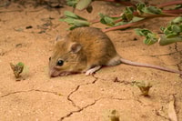 A Delicate Mouse Pseudomys delicatus.