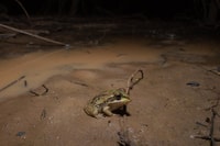 A Green striped Burrowing Frog Cyclorana alboguttata.