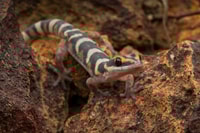 A juvenile Inland Marbled Velvet Gecko (Oedura cincta).