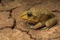 An Eastern Snapping Frog.