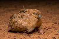 Little Button quail protecting her chicks.
