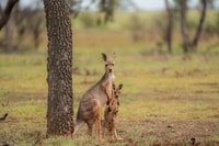 Red Kangaroos (Osphranter rufus).