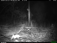 Red tailed Phascogale captured on camera trap.