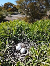 Perched nest in revegetated area Monjebup North Reserve.