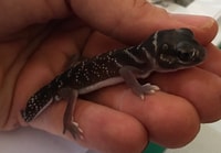 Smooth Knob tail Gecko (Nephurus levis).