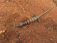 Broad banded Sand swimmer (Eremiascincus richardsonii).