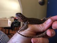 Central Netted Dragon (Ctenophorus nuchalis).