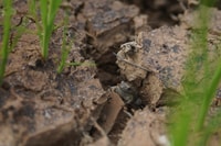 Rains soften soil and allow burrowing frogs to escape torpor.