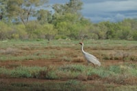 Brolga strutting his stuff without a care in the world,